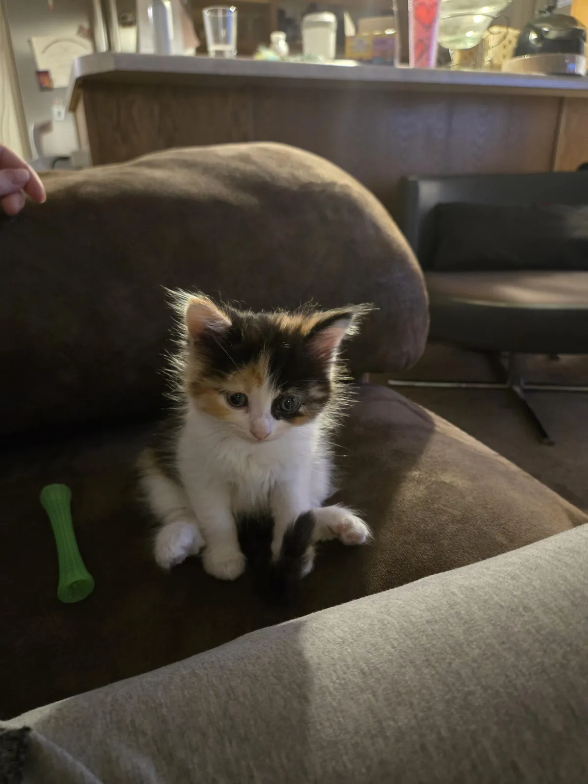 First kitten. Tips/tricks?