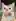 Is it just me or this cat from the food park kinda look like Willem Dafoe?