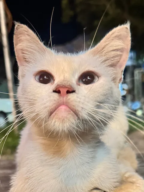 Is it just me or this cat from the food park kinda look like Willem Dafoe?