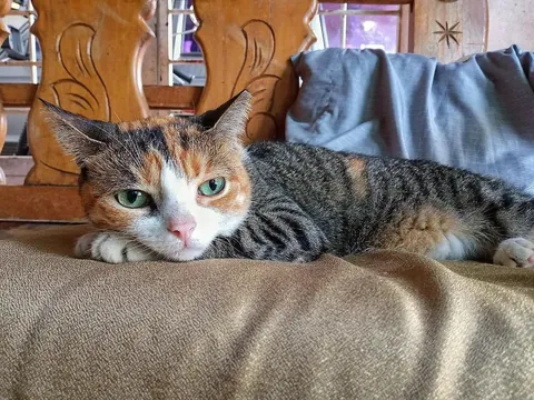 Pacha, my comfortable and grumpy cat