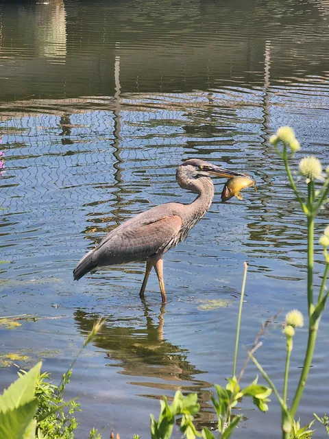 🔥A heron eating a fish at Lincoln Park in Chicago 🔥