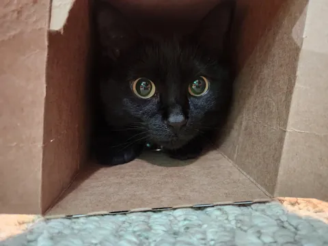 Lilo has discovered pop can boxes make the perfect hiding spot for hunting