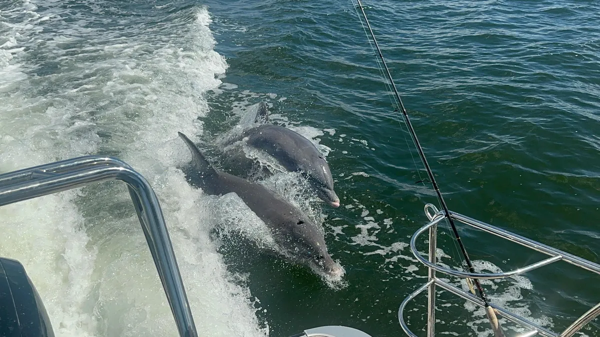 🔥Rented a boat and some Dolphins decided to swim along side us for a stretch.