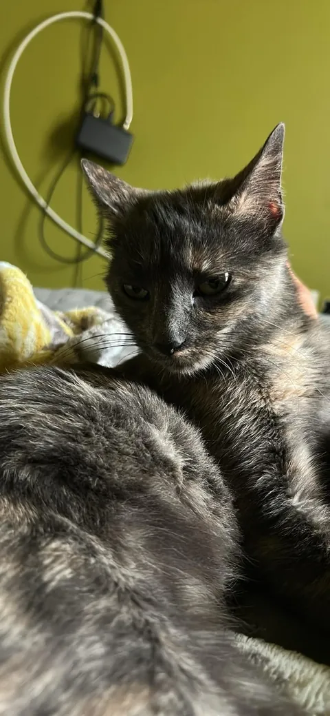 I saved this cat and now I feel like sh*t