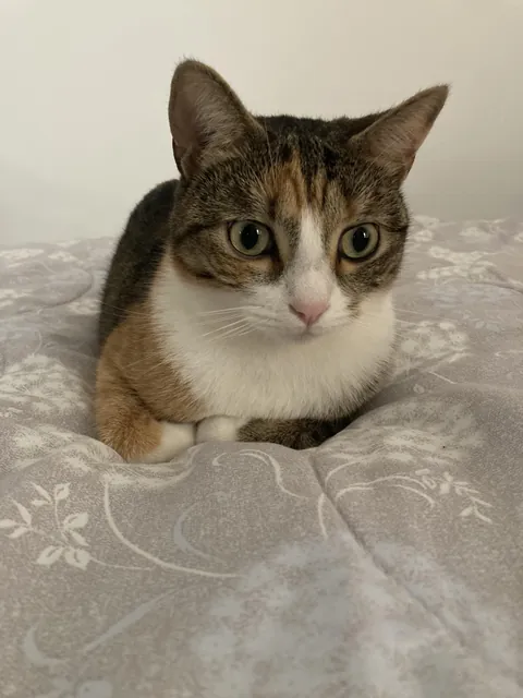 This is my emotional support loaf