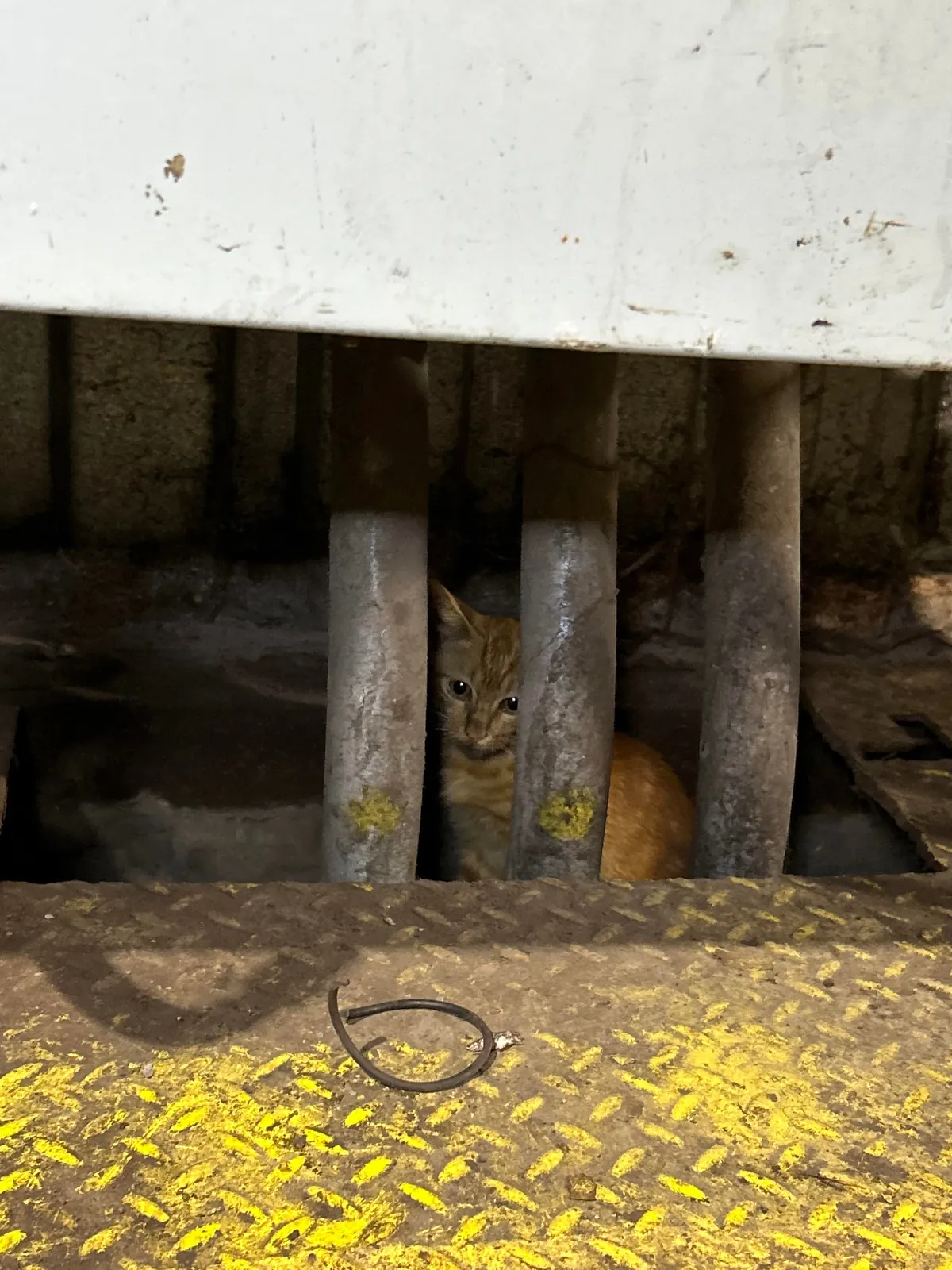 Saved a kitten from a steel mill (and a coworker)