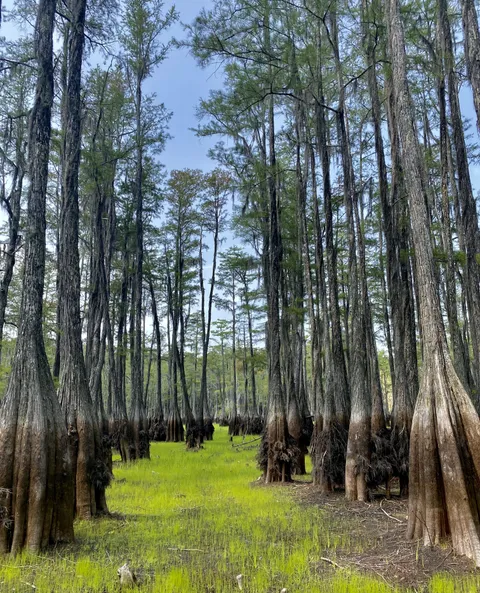 This Florida lake drained down into the aquifer in a matter of days and left these uniform waterlines on all the cypress trees