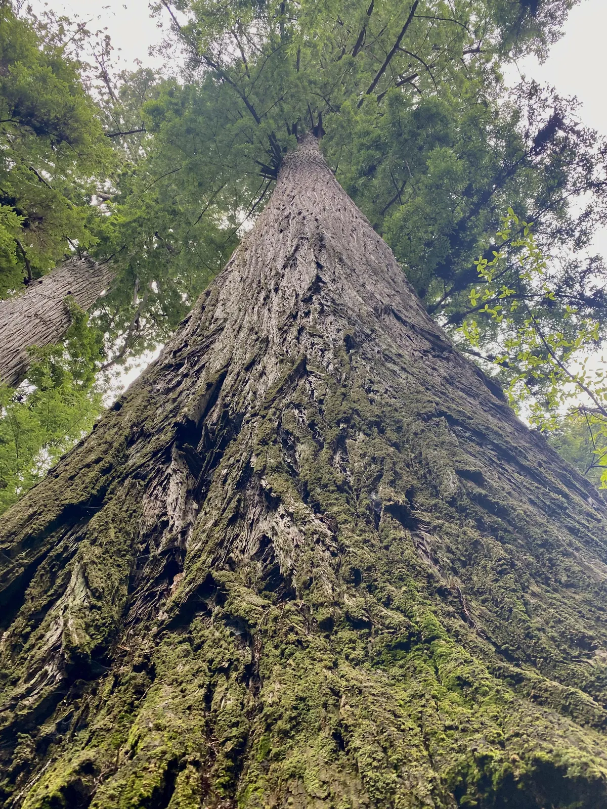 🔥Coast Redwood