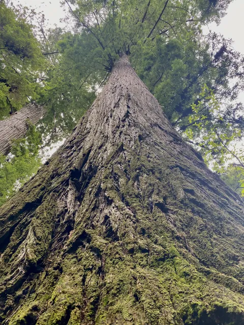 🔥Coast Redwood