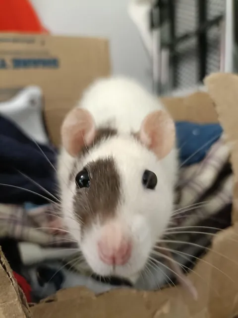 Accidentally got a perfect photo of Maple