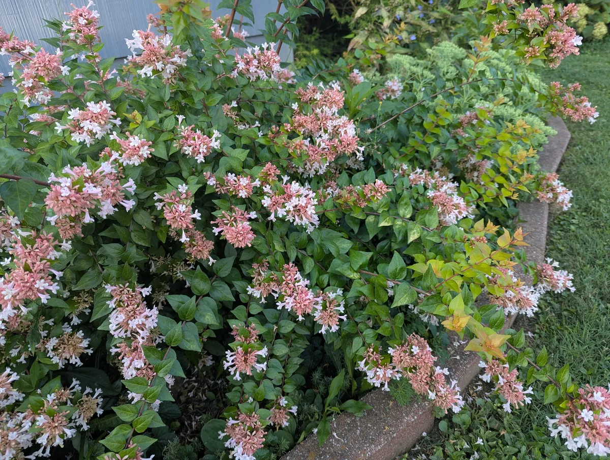 Just wanted to share some pics