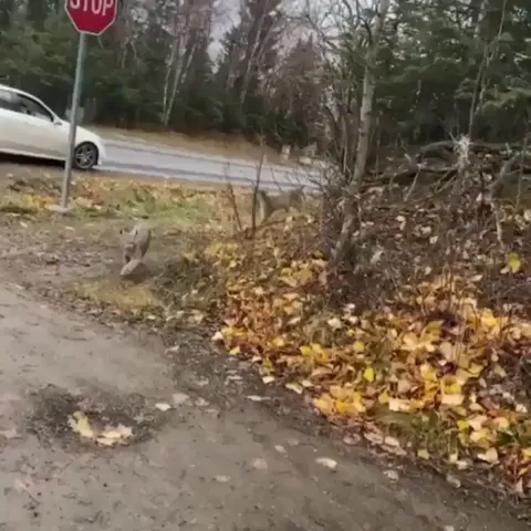 🔥 Driver has a rare close encounter with a Canadian Lynx and her kittens