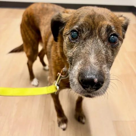 porkchop aced his 12th annual checkup today! i treated him to a taco afterward. 🌮