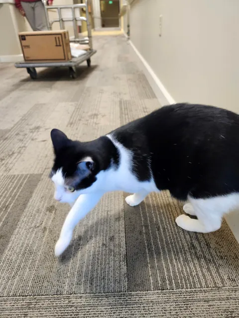 This is max, he is the cat of an old lady i deliver packages too. He is also incredibly friendly.