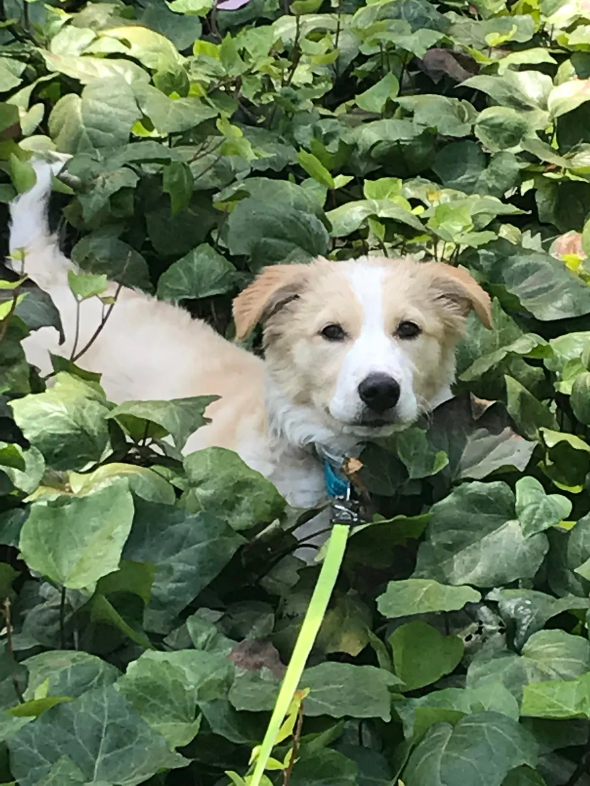 This is Luna, my soul dog🥰  From 1 week to 7.5 years old—she’s a sweet and complicated girl and I love her! ❤️