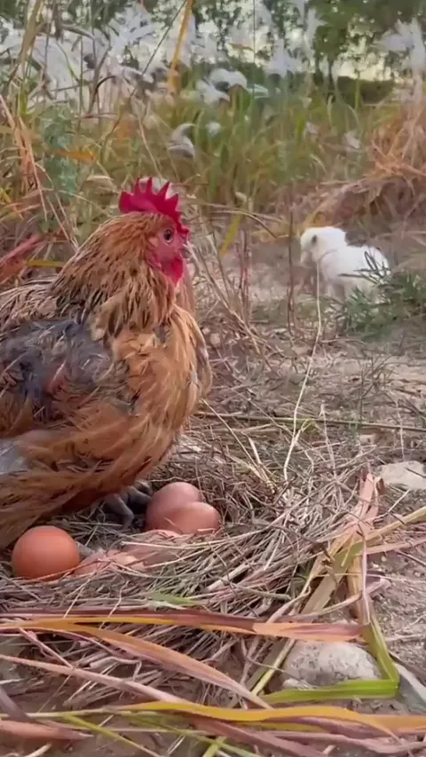 Taking a good boy under her wing