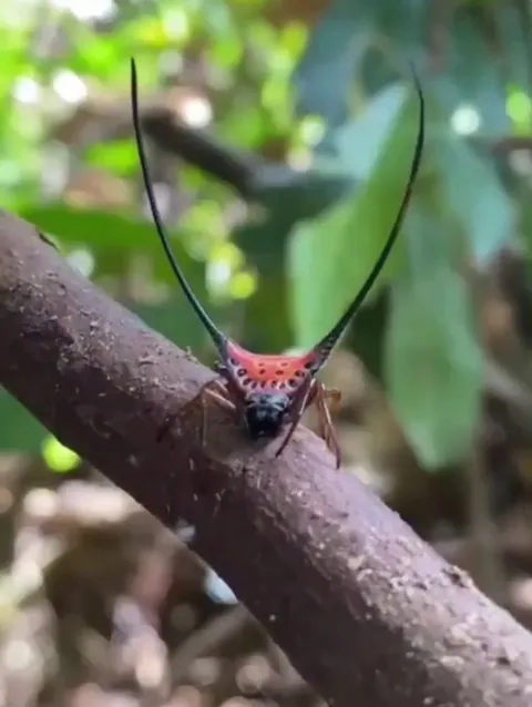🔥Long-horned Orbweaver spider