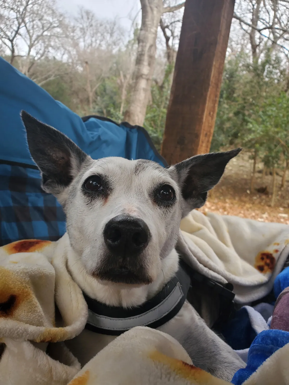 Only 2% of dogs make it to 17. So on this day, Lexy is a certified rare pupper. Happy Birthday sweet girl.