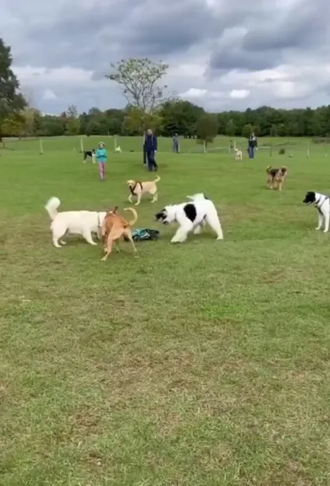 Someone took a radio controlled car to the dog park..