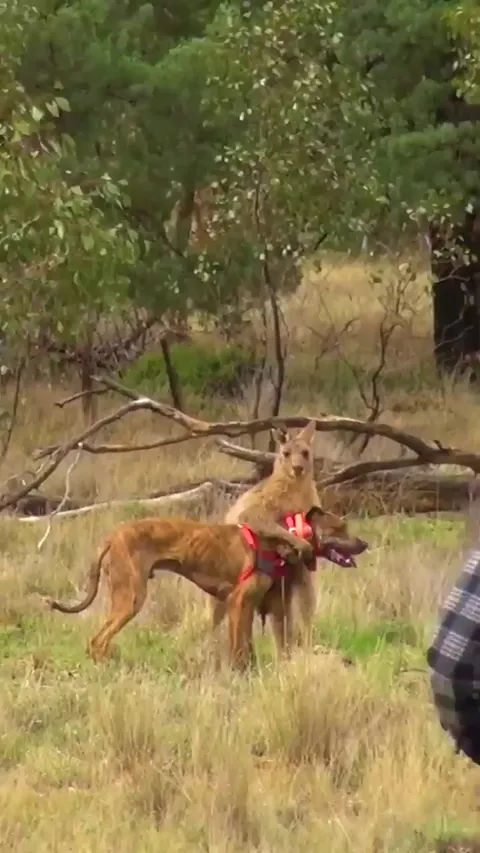 Pet Parent Rescues Pup From Kangaroo Fight!
