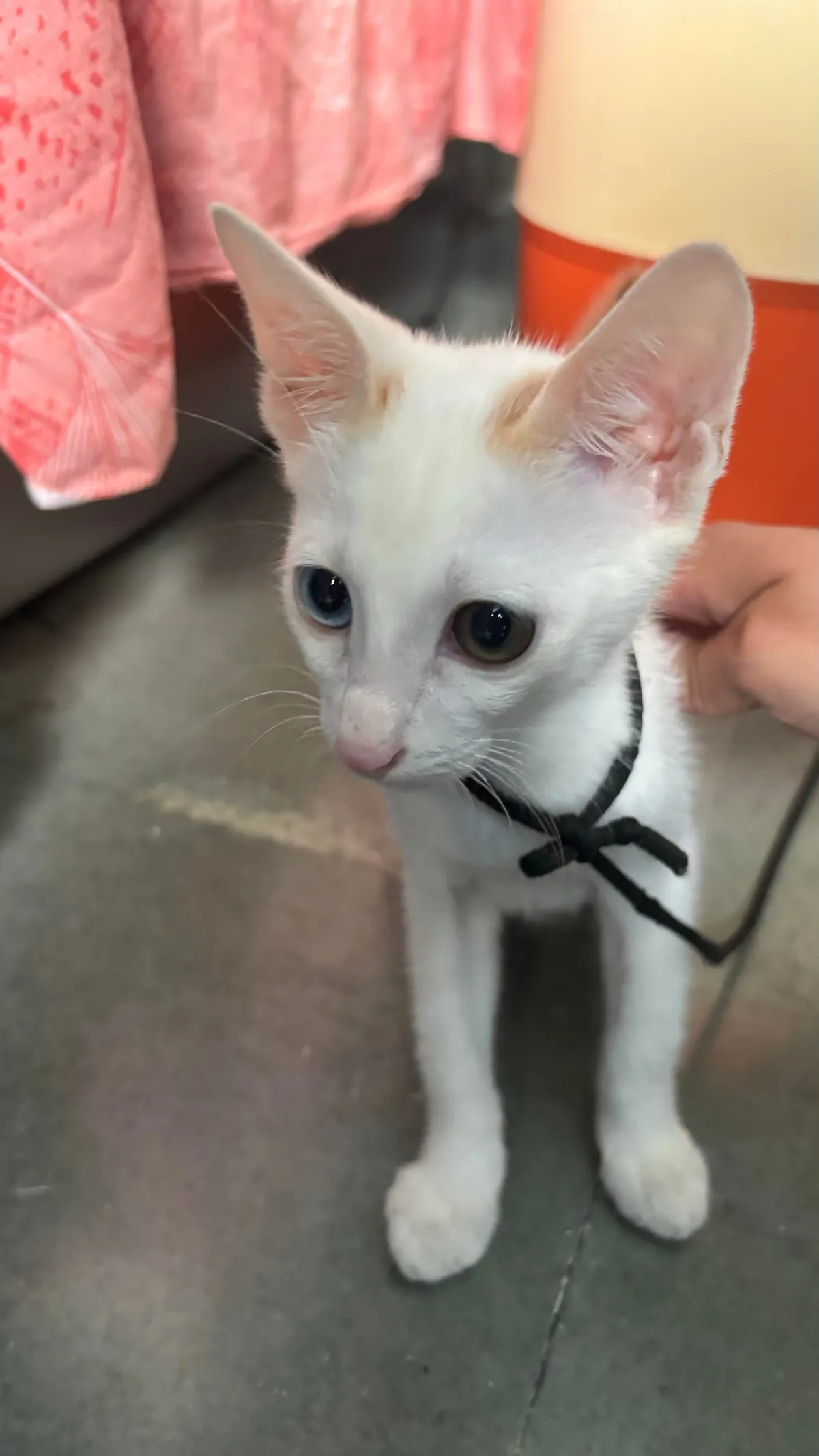 Look at my neighbour’s cutie with heterochromia iridum! They call her ‘Cat’