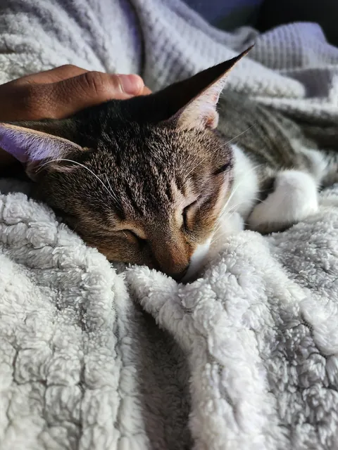 I'm the cat lady I always wanted to be finally at 30