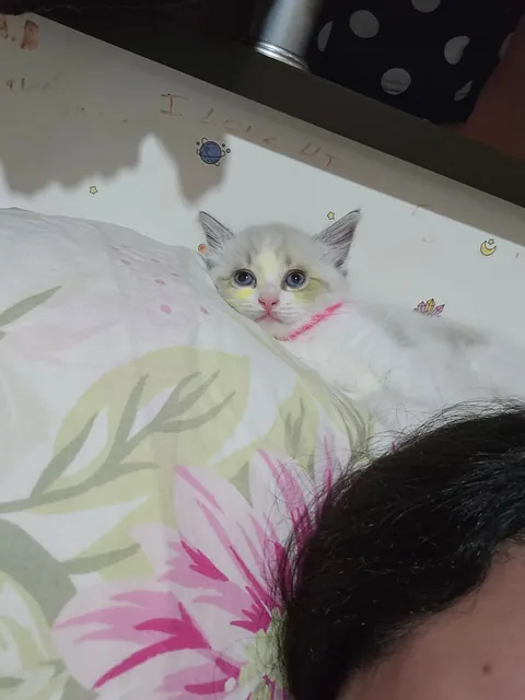 Today marks one year since I adopted Mabel. I wanted to share her Journey with you all. She's doing great!