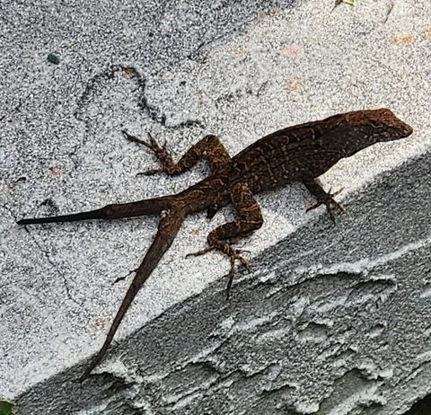 Saw a two tailed lizard today