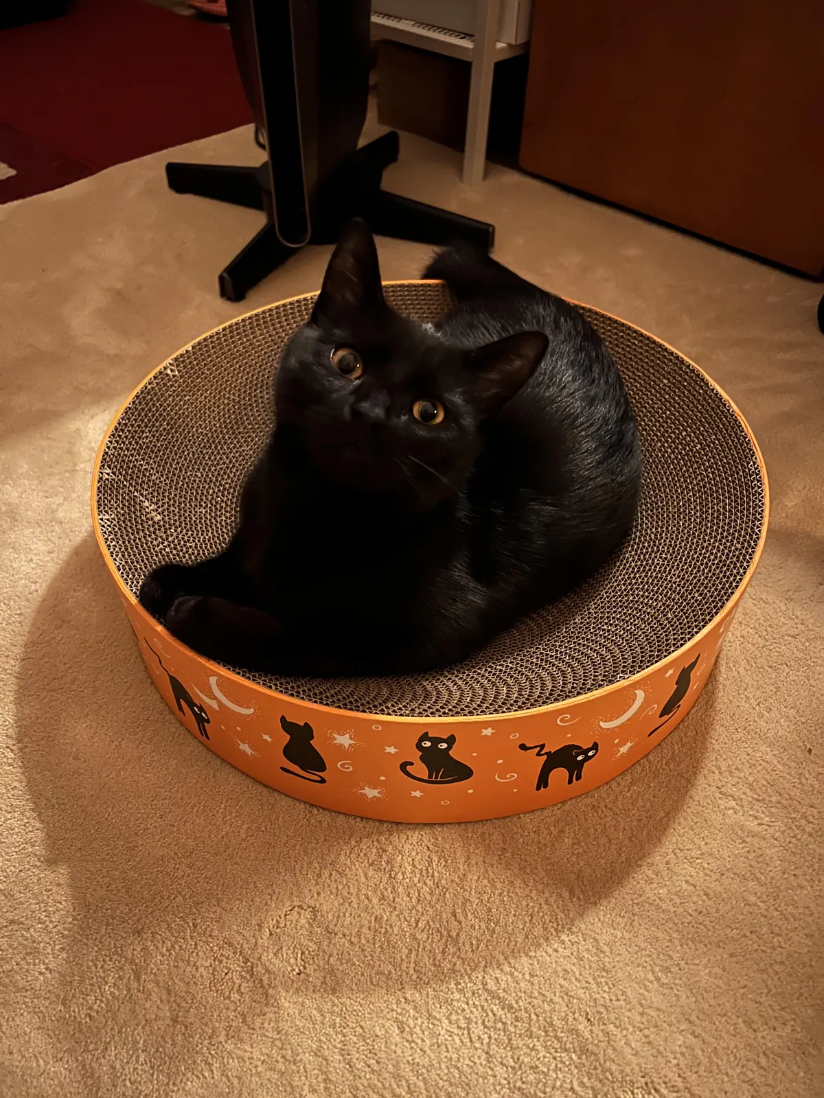He is the cat on the scratcher!