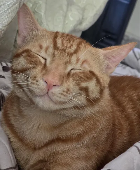 Orange cat smile 😺