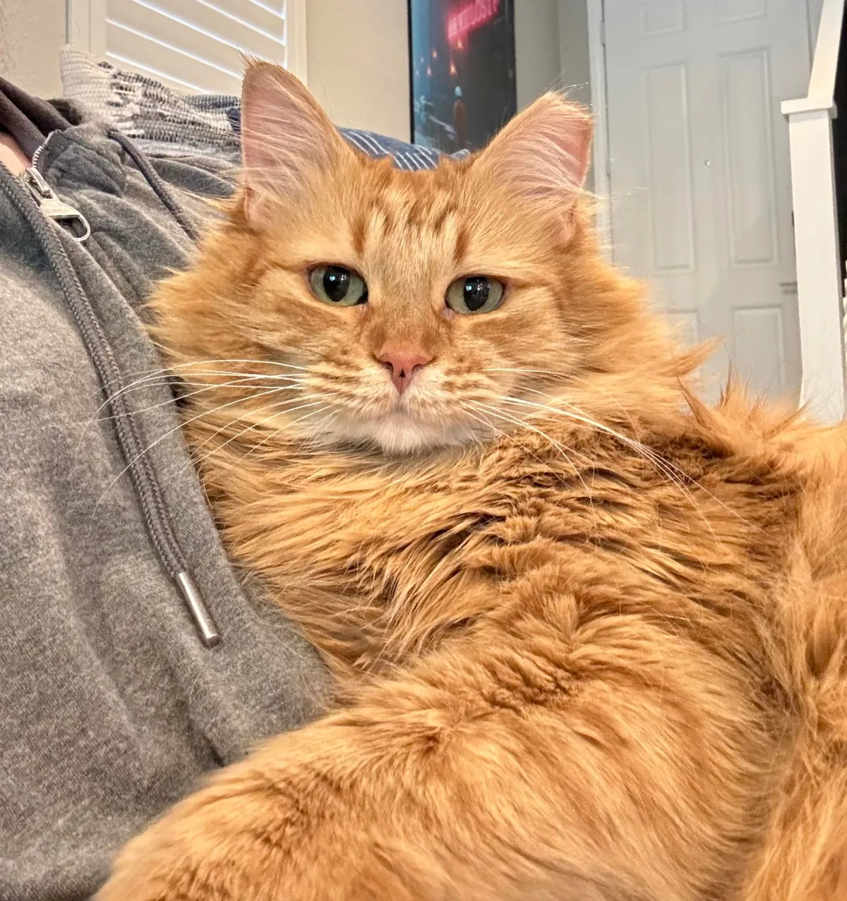 Had the audacity to go out of town for 4 days. Bagel’s been glued to me since