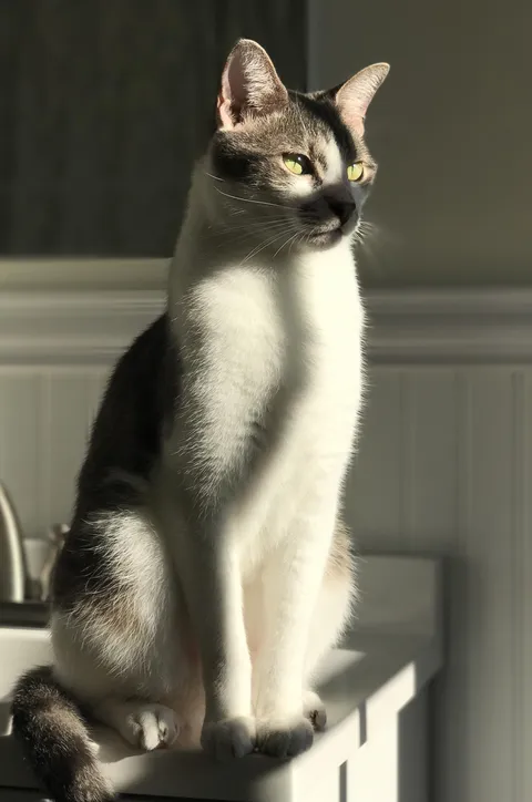 Show me your cats glamour shot. 