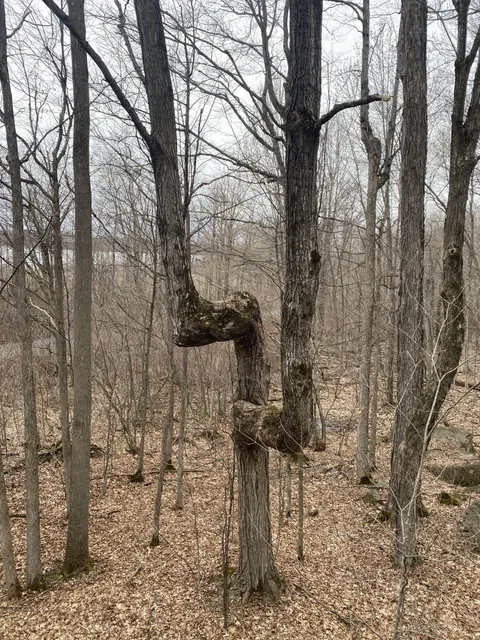This tree in my woods has two right angles
