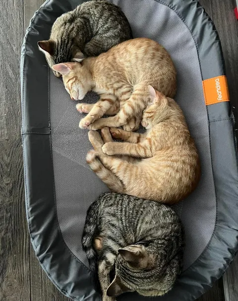 Kept the family together