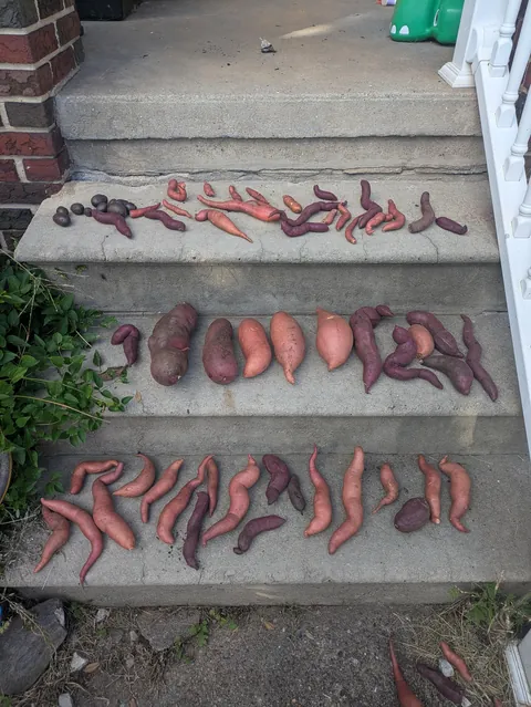 First time growing sweet potatoes!