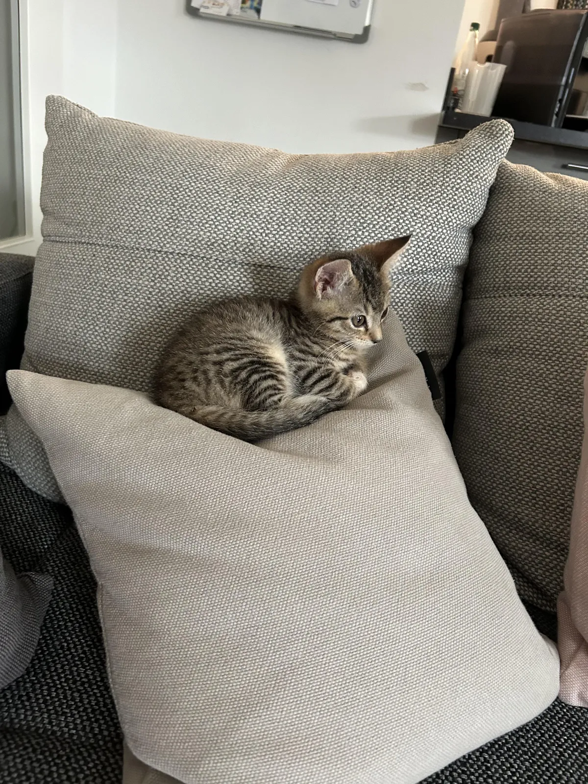 Now that my brother and I have moved out, my parents have got a cat as a replacement