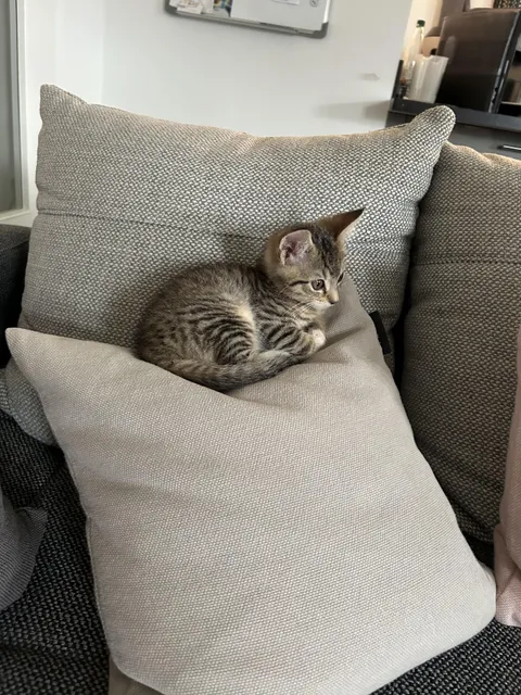 Now that my brother and I have moved out, my parents have got a cat as a replacement