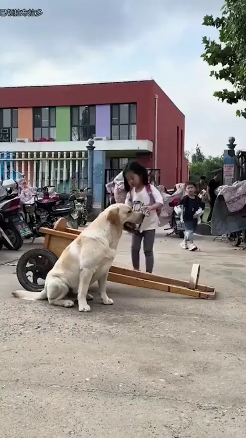 A loyal dog takes a little girl home from school every day