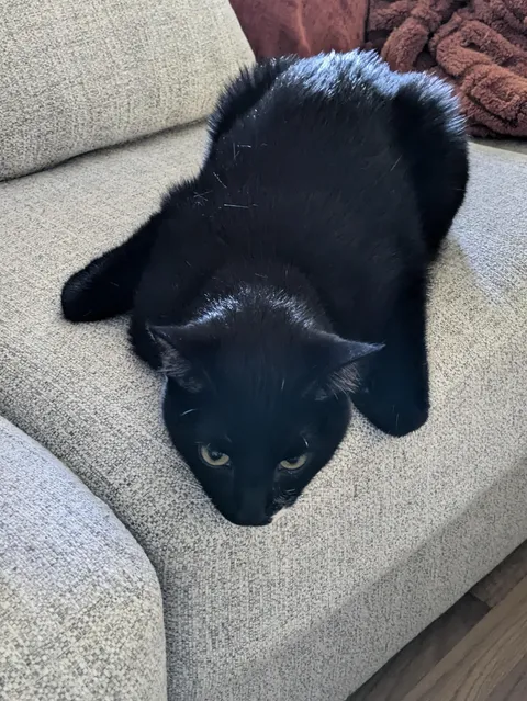 Sometimes he sits like this. It’s Batcat.