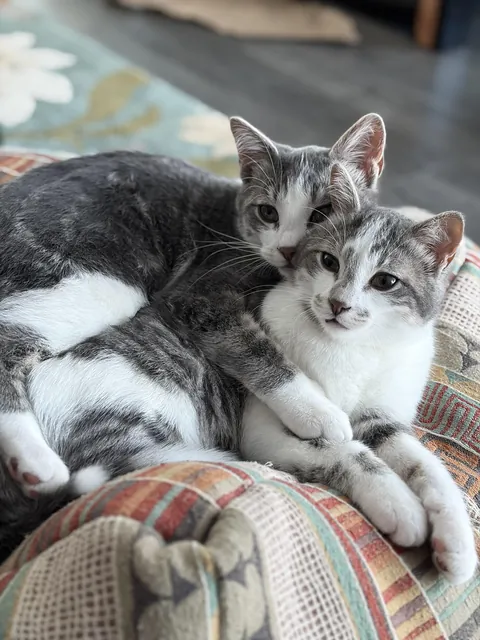 Two brothers looking after eachother, Wolfie &amp; Nino - 6mo old