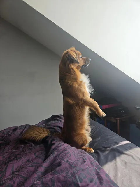 Kevin loves to watch the birds out the window.