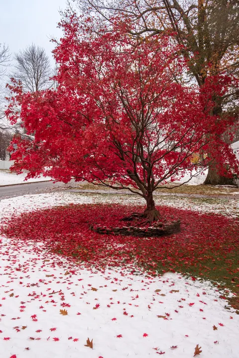 ITAP of a Red Maple in the Snow