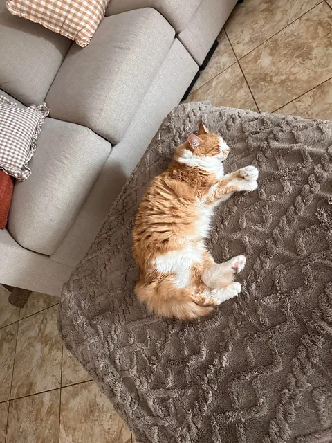 The 4th cat I didn’t know I needed.
