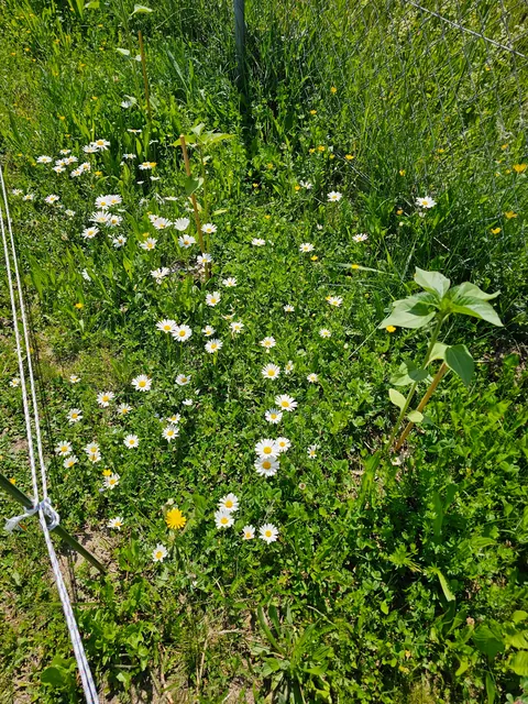 Our landlord said I could do whatever I want with the yard.