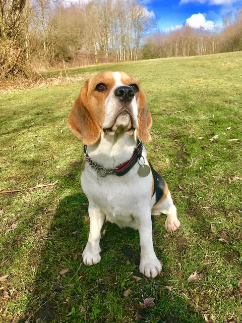 Best decision I ever made! (Poppy) 😉