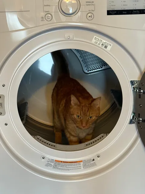 My cat literally went into the drier!