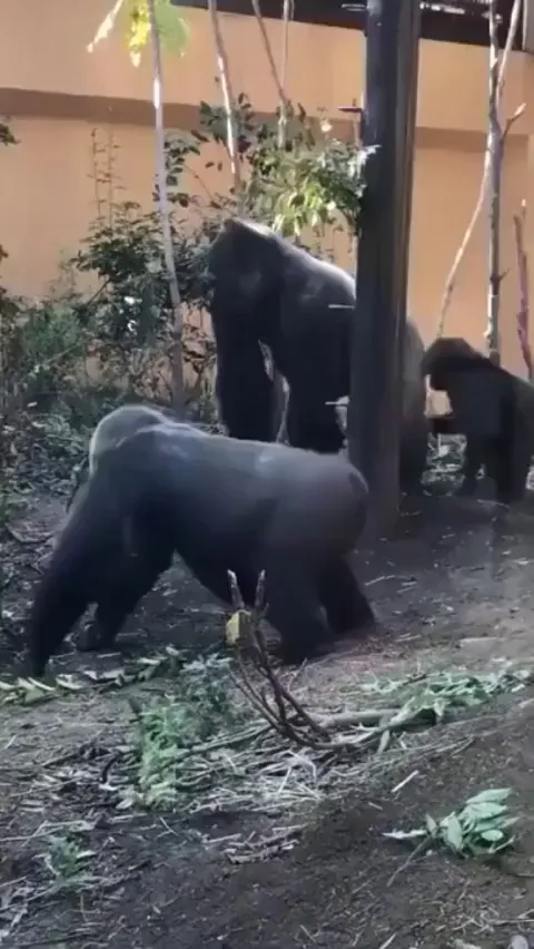 This is how female gorillas seduce male gorillas