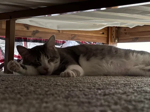 My husband and I adopted our first ever cat yesterday and we’re obsessed with him already!