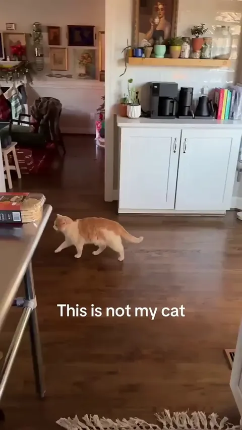 Apparently there really is a cat distribution system.