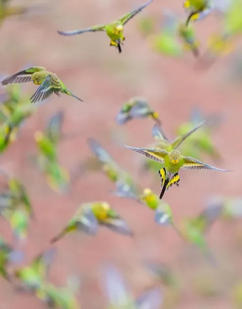 🔥 A Chatter of Budgies 🔥